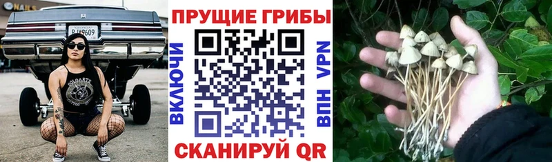 Купить  Гаджиево  Галлюциногенные грибы ЛСД 